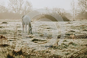 Single white horse grazing on the green pasture covered with morning dew and golden light during the cold misty spring morning