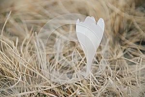 Single white krokus in dry grass