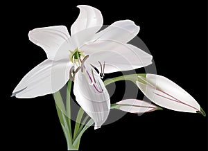 Single white lily flower isolated on black