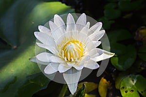 Single white lotus flower with green leaf on water