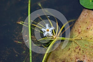 Single white lotus flower (Nymphoides indica) at Kumudini Lake, Kaas Plateau, India