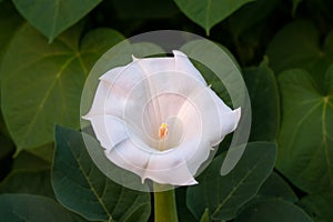 Single White Morning Glory Flower in Warm Sunlight