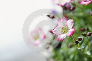 Single white mossy Saxifrage flower