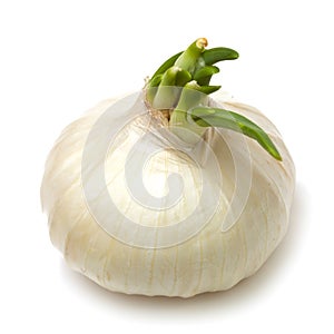Single white onion