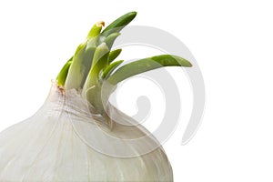 Single white onion closeup isolated