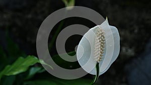 Single White Peace Lily flower or Spathiphyllum wallisii cvs.