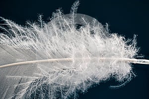 Single white Pekin Duck feather - also known as Long Island or Aylesbury duck