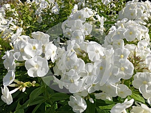 Single white Phlox flower in the garden on white Phlox background