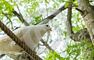 Single White Pigeon (Dove) on The Rope under Shadow of Big Tree Ready to Jump and Fly at The Corner