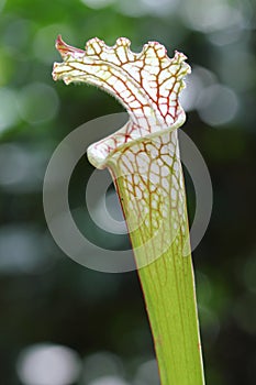 Single White Pitcher Plant