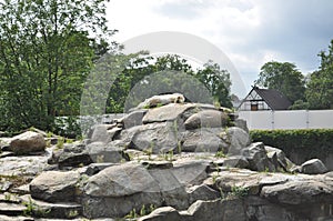 A single white polar bear lies resting on a rock in the sun
