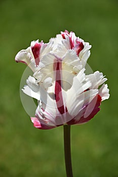 Single White and Red Parrot Tulip Blossom Flowering