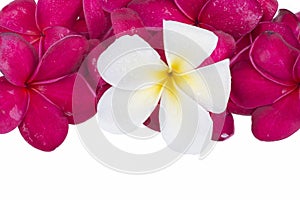 Single white and red plumeria