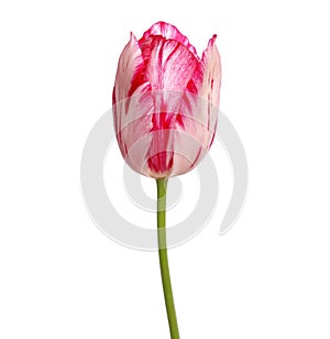 Single white red tulip flower isolated on white