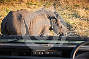Single white rhino blocking a 4x4 on safari the South African bu
