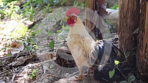 Single white rooster bantams  standing in garden