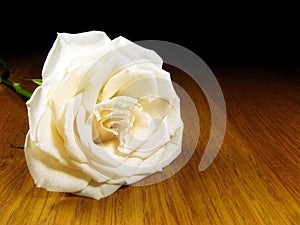 Single white rose