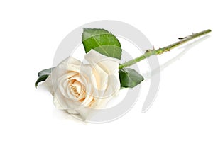Single white Rose