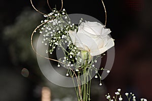 Single White Rose photo