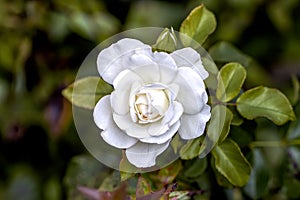 Single white rose blossomed in the garden