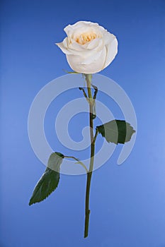 Single white rose on blue