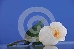 Single white rose on blue