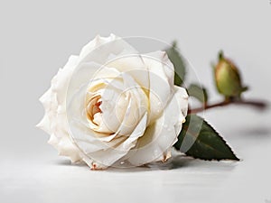 Single white rose, close up