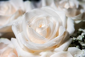 Single white rose with dew