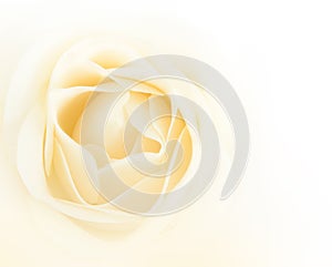 Single white rose flower