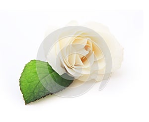 Single white rose flower with leaf