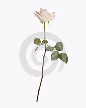 Single white rose isolated