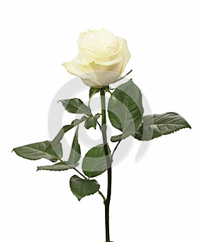 Single white Rose