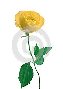 Single white Rose isolated