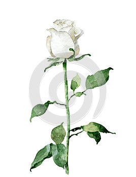 Single white rose isolated on white background