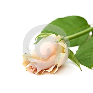 Single white rose isolated