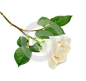 Single white rose