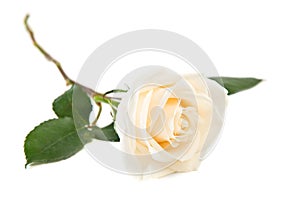 Single white rose