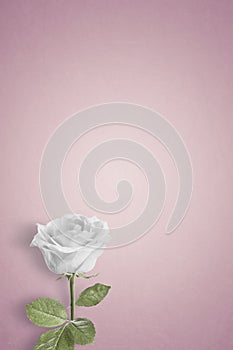 Single White rose on a plain background with space