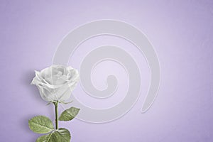 Single White rose on a plain background with space