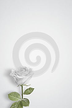 Single White rose on a plain background with space