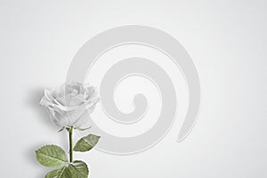 Single White rose on a plain background with space