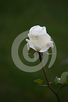 Single White Rose