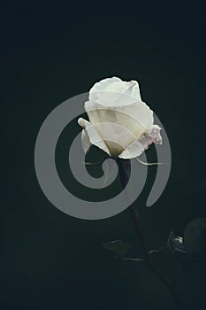 Single White Rose
