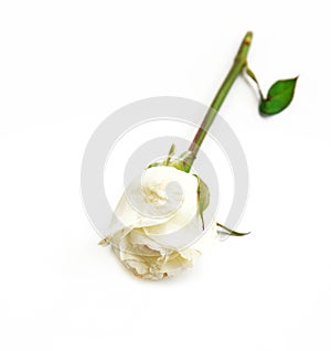 Single white Rose on white background