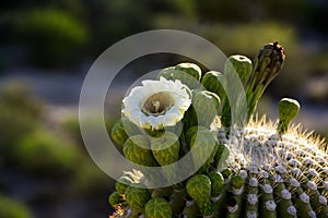 A single white saguaro blossom amid green buds and golden spines