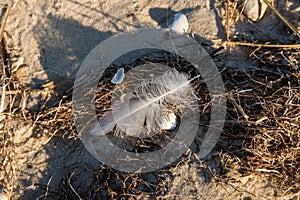 Close up bird feather on beach