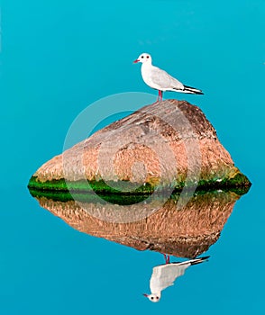 Single white seagull bird litting on big stone on sea with specular reflection in water. Beautiful natural background.