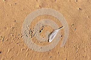 Single white seagull feather on beach