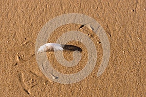 Single white seagull feather on beach