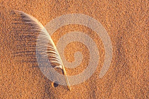 Single white seagull feather on beach sand